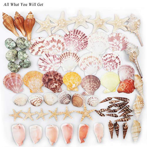Conchas de mar Conchas de playa mixtas 9 clases 3-9 CM Conchas naturales y 2 clases Estrella de mar para playa Fiesta temática Decoraciones de boda Manualidades DIY Decoraciones
