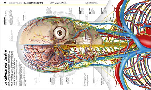 Cuerpo humano: Como nunca antes lo habías visto (Conocimiento)
