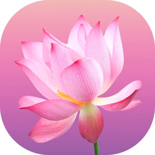 Flower Wallpapers