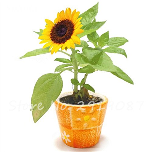 Franceses Dwarf Semillas de girasol Mini hermosas Semillas Balcón Planta de tiesto heliotropo flor de Bonsai de plantas del jardín de DIY 80 PCS 5