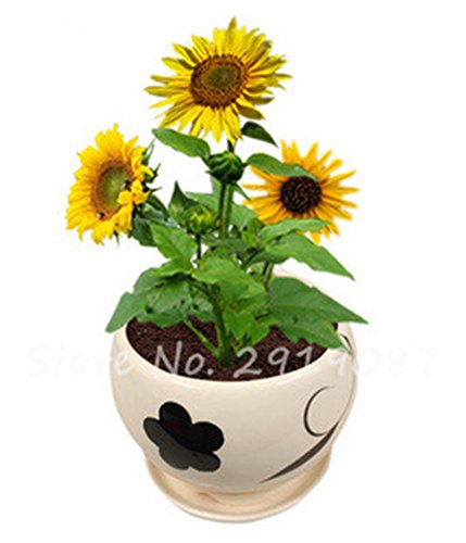 Franceses Dwarf Semillas de girasol Mini hermosas Semillas Balcón Planta de tiesto heliotropo flor de Bonsai de plantas del jardín de DIY 80 PCS 5