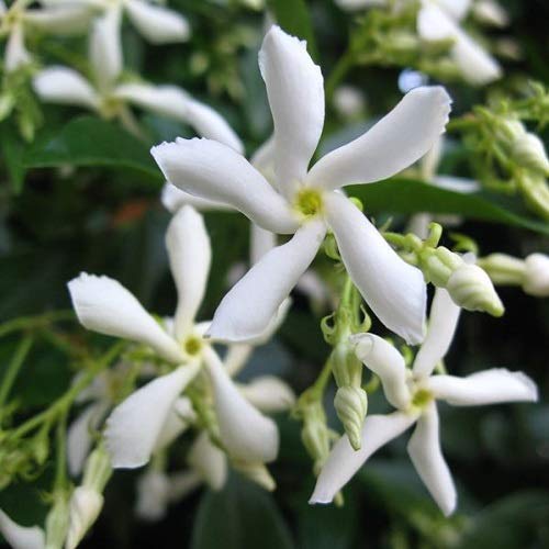 Jazmín estrellado - Jazmín de leche: Trachelospermum jasminoides (planta hojas perennes) – Maceta de 1.5 litro (Planta trepadora - Planta adulta) - Resistente a las heladas: excelente - ClematisOnline