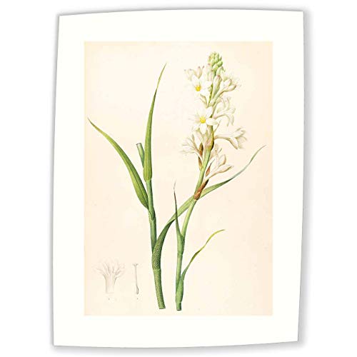 JH Lacrocon Pierre-Joseph Redoute - Polianthes Tuberosa Reproducción Cuadro sobre Lienzo Enrollado 35X50 cm - Pinturas Flor Impresións Decoración Muro
