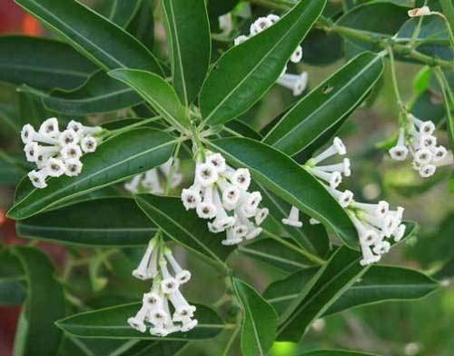 Las semillas de flor de Bonsai de floración de noche jazmín semillas de plantas en maceta Cestrum Nocturnum sombra fragante arbusto envío 30pcs W036