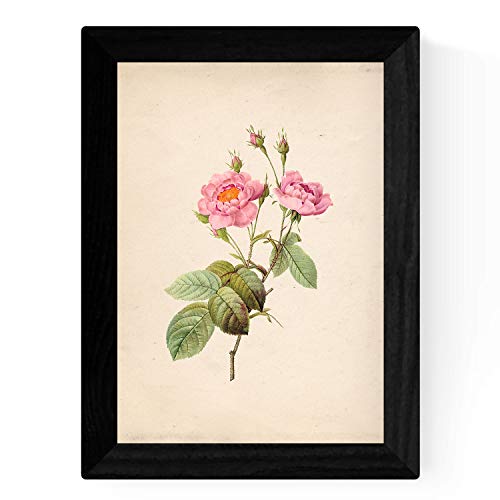 Nacnic Set de Cuatro láminas para enmarcar Estilo botánica. Set Soft Pink Rosa Suave en tamaño A4 Impreso en Papel 250 gr y tintas Fondo Papel Vintage. Flores Tonos Rosas. Sin Marco.