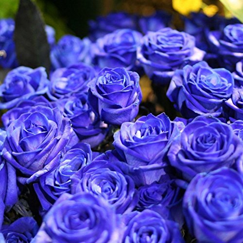 Ncient 50 Semillas de Rosa Azul Bonsai de Jardín Semillas de Flores Plantas Raras para Balcón Interior y Exteriores