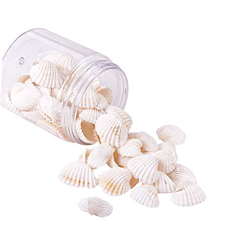 PandaHall 160g Cuentas de Concha Natural Colgantes Dijes con Agujeros para la fabricación de artesanías, decoración del hogar, Fiesta en la Playa, pecera y Rellenos de jarrones (Blanco)