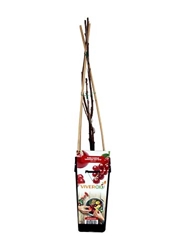 Plantas frutales de Botanicly – 4 × Grosellero rojo – Altura: 55 cm – Ribes Rubrum