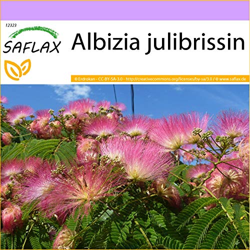 SAFLAX - Acacia de Constantinopla - 50 semillas - Albizia julibrissin
