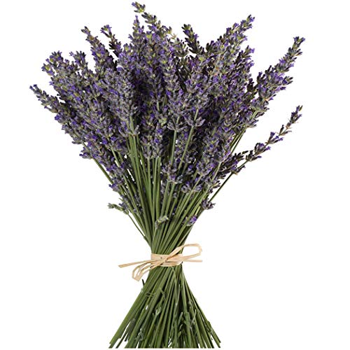 TooGet Flores de Lavanda Natural, Fragante Ramo de Lavanda Seca 200 Se Deriva de 40-45cm de Largo, Flores Decorativas Ramo de Flores Para La Decoración Del Hogar, Regalo, Boda o Cualquier Ocasión