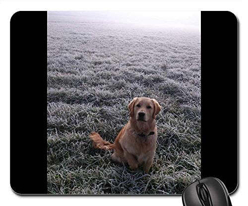 Yanteng Alfombrillas de ratón - Perro Golden Retriver Dog Portrait Beauty Golden