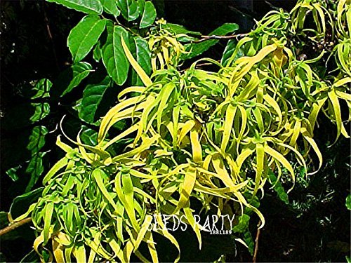 100 semillas / Lot nuevas semillas 2015! Cananga odorata, Ylang-Ylang de árboles, contenedores o plantas de interior semillas de flores