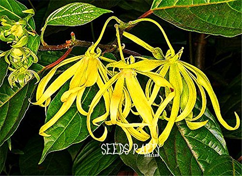100 semillas / Lot nuevas semillas 2015! Cananga odorata, Ylang-Ylang de árboles, contenedores o plantas de interior semillas de flores