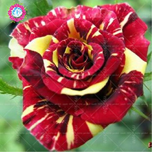 100pcs / bag Negro Baccara semillas híbridas Rose arbusto de flores, Exóticos True Blood Rose Flor de Plantas de jardín Bonsai Fácil Planta 7