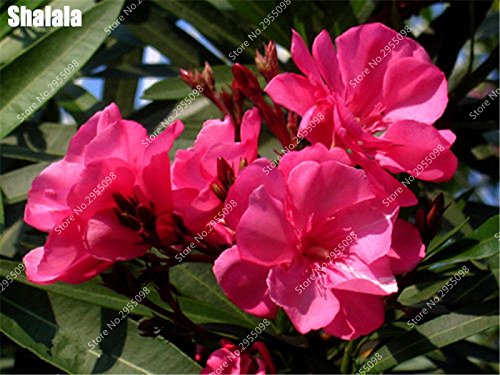 150pcs / bag exóticas Semillas de adelfa japoneses rara florece la planta ornamental en maceta de Bonsai Jardín en Tiesto plantadores