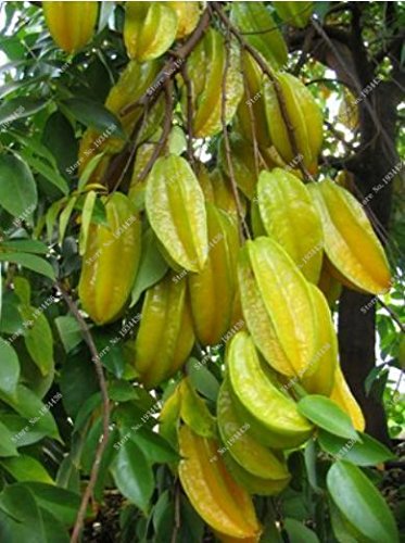 20pcs / bolsa de fruta orgánica Semillas carambola Árbol frutal Semillas de arbusto de fruta Averrhoa carambola carambola comestible