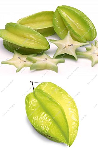 20pcs / bolsa de fruta orgánica Semillas carambola Árbol frutal Semillas de arbusto de fruta Averrhoa carambola carambola comestible