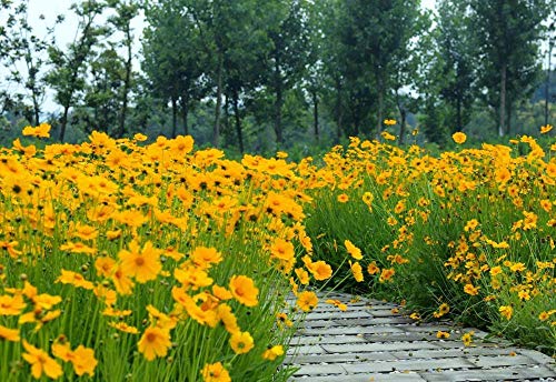 B/H perennes Plantas Semillas,Balcón Primavera Flores,Semillas Flores Silvestres Zinnia Cosmos Azufre Crisantemo Caléndula-California Amapola_1kg