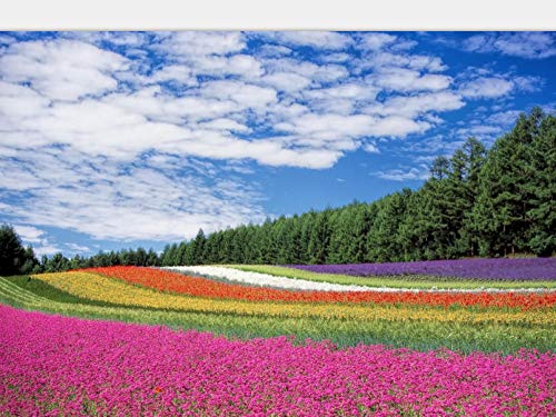 B/H perennes Plantas Semillas,Balcón Primavera Flores,Semillas Flores Silvestres Zinnia Cosmos Azufre Crisantemo Caléndula-California Amapola_1kg