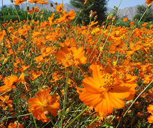 B/H perennes Resistentes para balcón,Zinnia Cosmos Flor de azufre Semillas de caléndula 500g-A Catty_Amapola de California,Flores Semillas Planta Bonsai