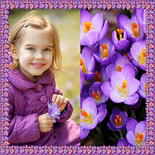 Collage de fotos Crocus