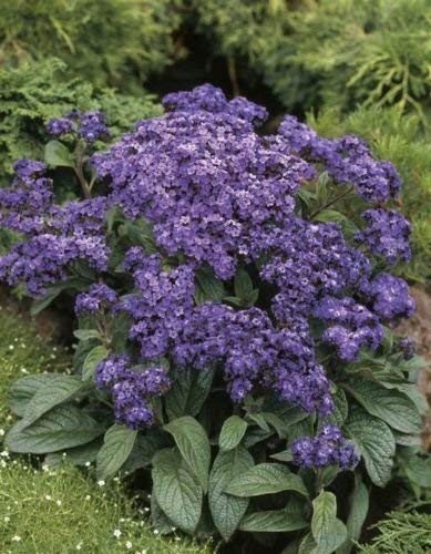 HELIOTROPE (Heliotropium arborescens 'Marine') 10 semillas