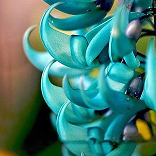 Portal Cool 5 Semillas azul fragante flor rara en peligro de extinciÃ³n Jade planta de vid de Bonsai Strongylodon