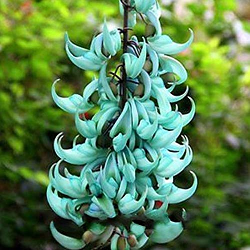 Portal Cool 5 Semillas azul fragante flor rara en peligro de extinciÃ³n Jade planta de vid de Bonsai Strongylodon