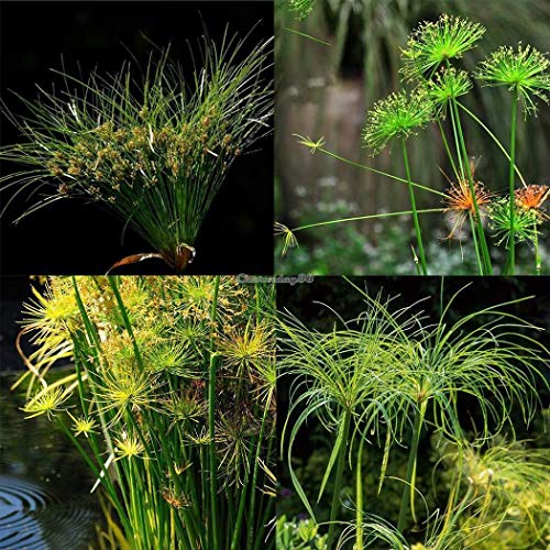 Portal Cool Semillas nuevo agradable adorable flor fragante Blooms papiro C1My