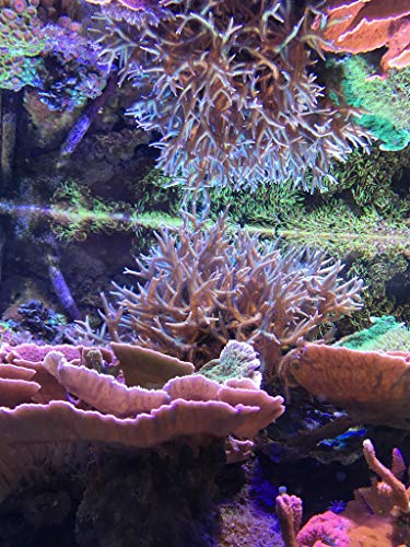 Seachem Sal para acuarios Vibrant Sea Reef Aquarium 6,2 kg/60gal