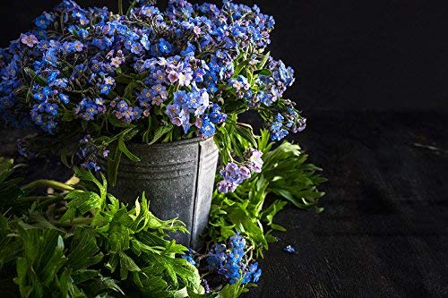 Semillas chinas Forget Me Not (Blue Cynoglossum amabile) sin OMG, para plantar en el jardín, hogar, balcón, patio, decoración de plantas, 50 semillas