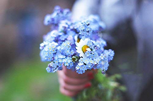 Semillas chinas Forget Me Not (Blue Cynoglossum amabile) sin OMG, para plantar en el jardín, hogar, balcón, patio, decoración de plantas, 50 semillas