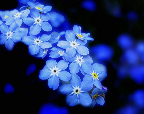 Semillas chinas Forget Me Not (Blue Cynoglossum amabile) sin OMG, para plantar en el jardín, hogar, balcón, patio, decoración de plantas, 50 semillas