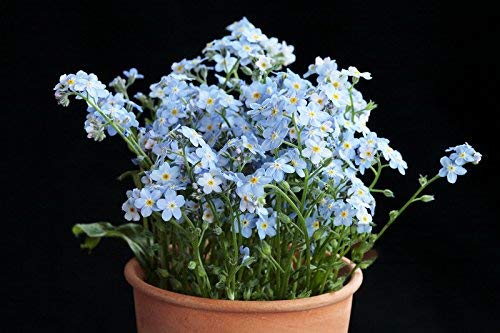 Semillas chinas Forget Me Not (Blue Cynoglossum amabile) sin OMG, para plantar en el jardín, hogar, balcón, patio, decoración de plantas, 50 semillas