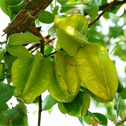 Semillas Semillas Semillas 20pcs carambola carambola fruta jardín Averrhoa carambola L jardín de plantas en maceta de Bonsai