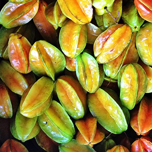 Semillas Semillas Semillas 20pcs carambola carambola fruta jardín Averrhoa carambola L jardín de plantas en maceta de Bonsai