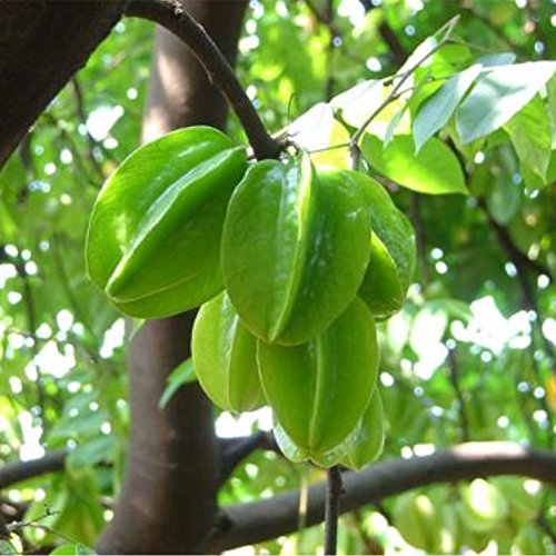 Semillas Semillas Semillas 20pcs carambola carambola fruta jardín Averrhoa carambola L jardín de plantas en maceta de Bonsai