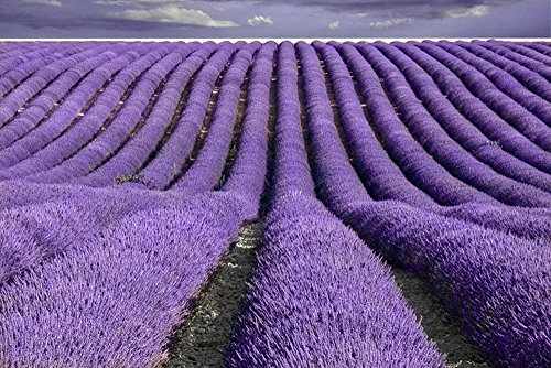 TooGet Brotes Lavanda Francesa de Grado Superior Secaron Flor de Lavanda 100% Puro y Fragancia Fresca Natural de Lavanda - 115g