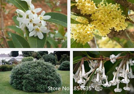 1: Jard & Iacute; N De Plantas 5 Unids/Bolsa Osmanthus Semillas, Semillas De Bonsai Semillas De Flores Para El Jard & Iacute; N De Diy Env & Iacute; O Gratis