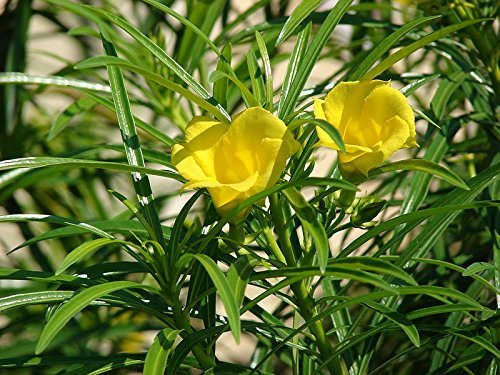 10 Thevetia peruviana Semillas, Lucky Nut, Amarillo adelfa, Semillas de adelfa árbol mexicana