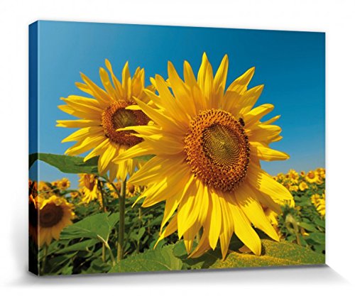 1art1 Flores - Campo De Girasoles Cuadro, Lienzo Montado sobre Bastidor (40 x 30cm)