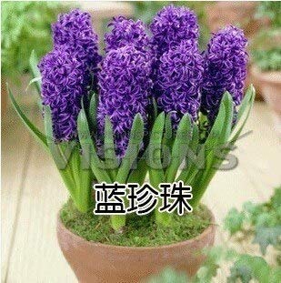 22: Hyacinth Seeds Hyacinthus Orientalis Indoor Green Plants, Flower Flowers, Easy to Grow - 50Pcs Hyacinthus Seeds