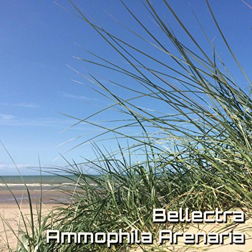 Ammophila Arenaria (Original Mix)