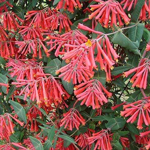 Coral Lonicera sempervirens madreselva semillas