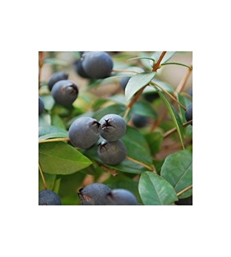 Distilleria Rau - MIRTO DI SARDEGNA 70CL (LIQUEUR)