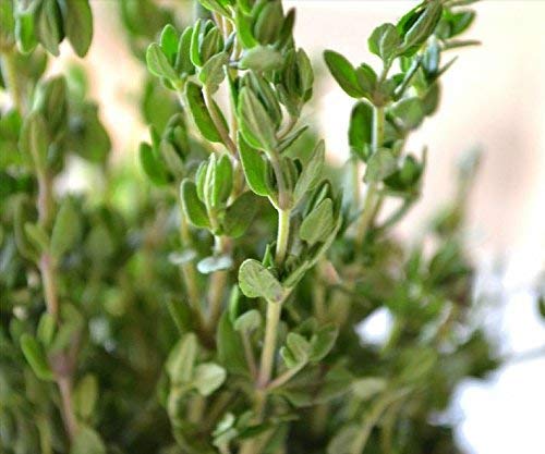 ¡Gran venta! 400 Hierba del tomillo de limón semillas vegetales de plantas de jardín timo citriodorus Mosquito repelente arrastramiento culinarias, fácil de cultivar