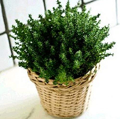 ¡Gran venta! 400 Hierba del tomillo de limón semillas vegetales de plantas de jardín timo citriodorus Mosquito repelente arrastramiento culinarias, fácil de cultivar