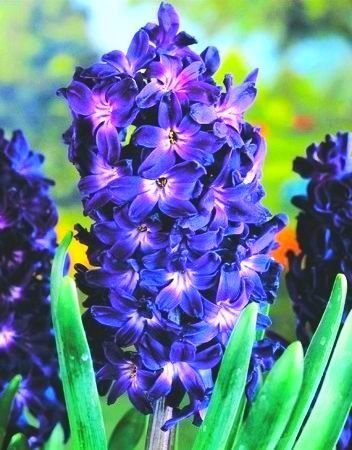 Hyacinthus Blue Magic - Hyacinth Blue Magic - 3 / Hyacinthus Blue Magic - Hyacinth Blue Magic - 3 bulbos
