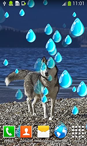 Imágenes de Husky Live