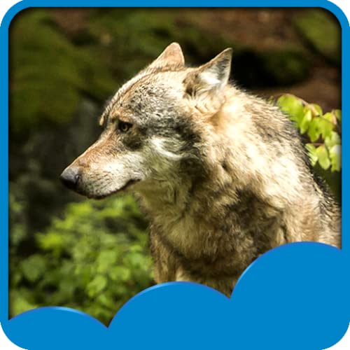 Imágenes de Wolf Live
